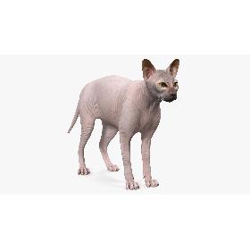 Dark Cream Sphynx Cat 3D model